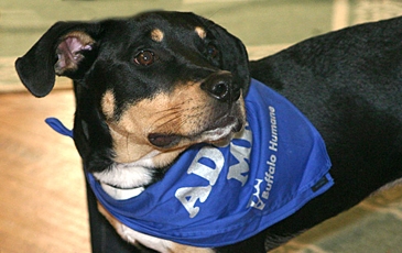 Dog with Blue Adopt Me Scarf